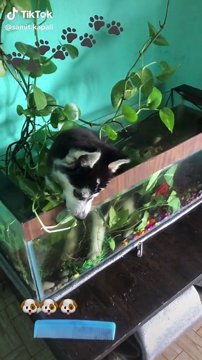 Adorable Huskies Show Unmatched Love and Playfulness