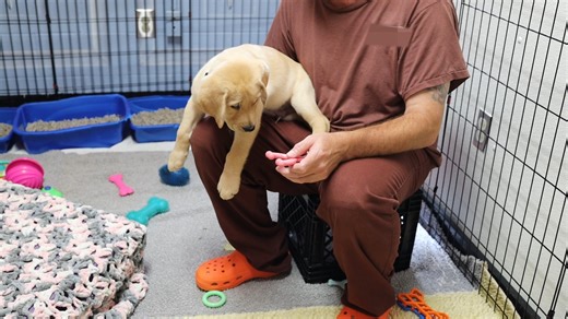 Not only does the SCI Somerset #PrisonPups program train service dogs through Canine Partners for Life, but it also serves as the only early training facility in the DOC. 🐾 Through this program, puppies who are 4-8 weeks old live at Somerset as they are weaned off their mother and raised by the incarcerated handlers before they are able to begin their official training. Some stay and train at the facility while others head back to the community for their training in a this mutually beneficial p
