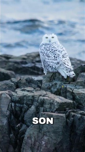 Chouette harfang #documentary #animals #shorts #harfang