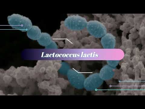 MicroVerse Project - Lactococcus lactis