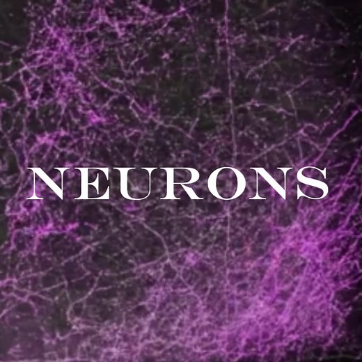 Neurone, or nerve cell, is an excitable cell that fires electric signals called action potentials across a neural network in the nervous system. They are located in the nervous system and help to receive and conduct impulses. Neurons communicate with other cells via synapses, which are specialized connections that commonly use minute amounts of chemical neurotransmitters to pass the electric signal from the presynaptic neuron to the target cell through the synaptic gap. #fyp #f