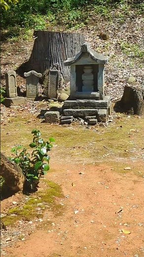 【とても貴重な歴史遺産】一乗谷朝倉氏遺跡 #豊臣兄弟 #戦国時代 #織田信長 #歴史