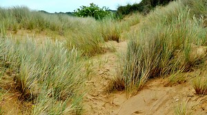 Ecosystems - WJEC  - GCSE Geography - WJEC - Video - BBC Bitesize