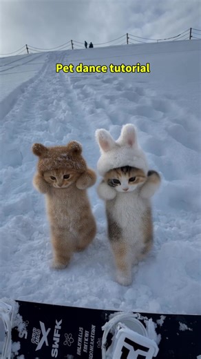 Learn the Perfect Pet Dance Tutorial