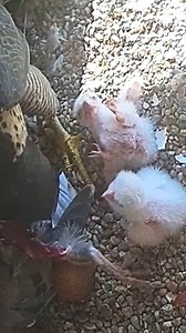 669K views · 2.5K reactions | Review Birds Nest [reEp836], Parent birds brings food to feed their family #birdslife #reviewbirdsnest #birds #birdslover #birdlife #birdsounds #birdphotography #birdwatching #wildbirds #videoviral #naturelovers #babybird #birdnest #viralvideo #birdsofinstagram #animallover #viralreelsfb #wildbird #birdschirping | Review Birds Nest | Facebook