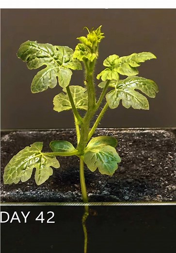 Experience the Magic of Fast-Growing Plants 🌱