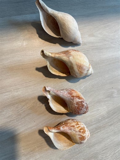 Large Tulip Shell - Etsy