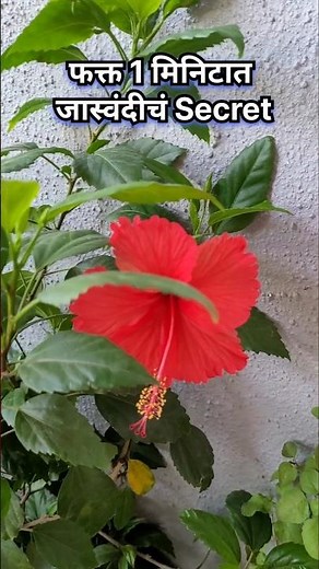 फक्त 1 मिनिटात जास्वंदीचं Secret#gardenlife #urban gardening #flowergarden #jaswand