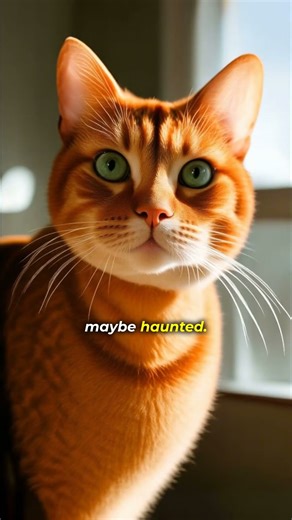 Cats: Haunted or Just Weird?