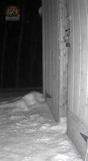 My security cam caught a lone wolf trying to get into my shed where I keep tools. It was clearly desperate. Would you intervene or hope it gives up? #wildlife #WildAnimalEncounters #Wolf #ShedAttack #WinterHunter #Canada #RuralLife | Wild Animal Encounters