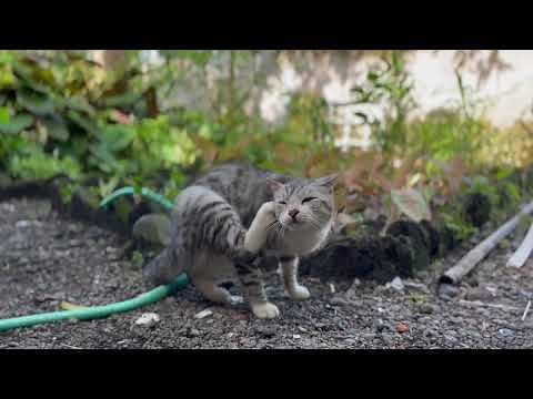 The atmosphere in Mojokero II