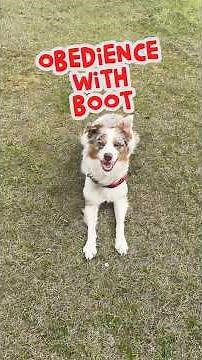 Obedience with Australian Shepherd