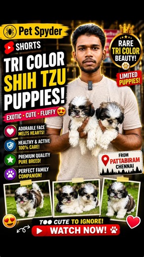 🔥 Exotic Tri Color Shih Tzu Puppies 😍🐶 #Shorts