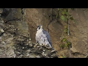 今日のハヤブサ #ハヤブサ #猛禽類