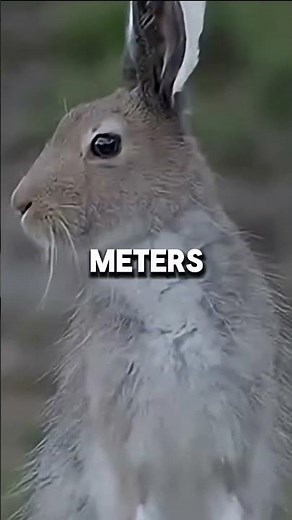 Springhare – The kangaroo-rabbit of Africa.