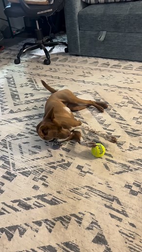 Dumb dogs are the best #dumbdog #dog #dogsoftiktok #fyp #funny | Brian Pultz