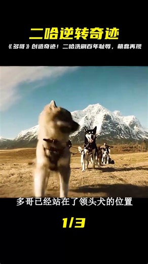 二哈逆轉百年恥辱！《多哥》創造奇跡，萌蠢再現，贏得觀眾心 #影評 #搞笑 #電影推薦 #驚悚電影 #電影