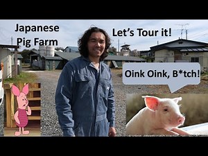 Japanese Pig Farm Tour
