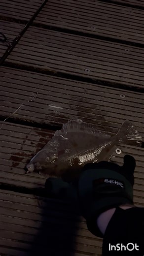 Schollen angeln bei Nacht🎣