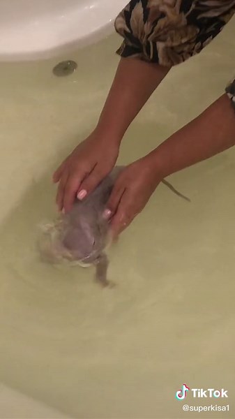 Bathing a Young Sphynx Cat in a Green Bathtub