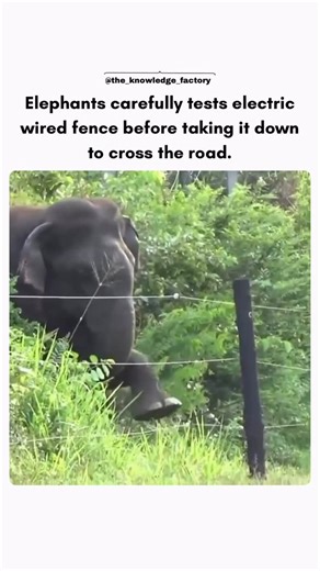 The world is here on Instagram: "Elephants are known for their intelligence and problem-solving skills, and this behavior reflects that well. In several documented instances near forest–human boundaries, elephants have been seen cautiously touching or tapping electric fences—often with a stick, tusk, or foot—to check whether the fence is live. Once they sense the current or confirm it’s safe, they deliberately push, lift, or break the wires to create a gap and cross. This isn’t random aggression