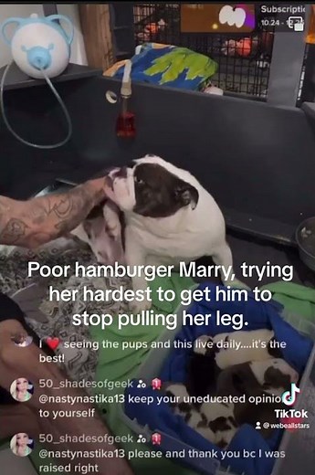 Trigger warning, animal abuse #abuse #puppies #puppy #frenchies #theAmericankennelclub