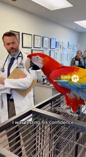 Failed the Test: Coco the Macaw Roasts Rookie (Workplace Comedy) #CocoTheMacaw #talkingbird #usfunny | Paws & Giggles