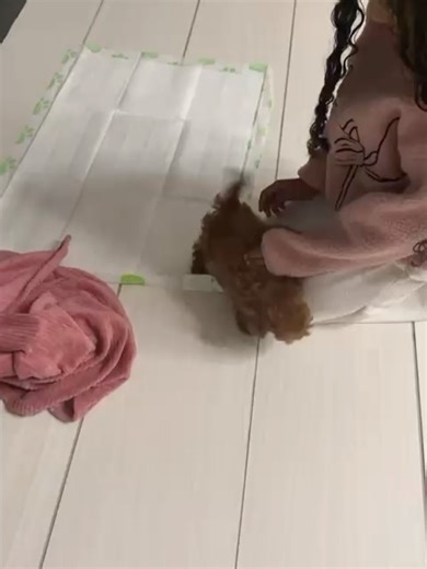 Teacup puppy Boutique on Reels