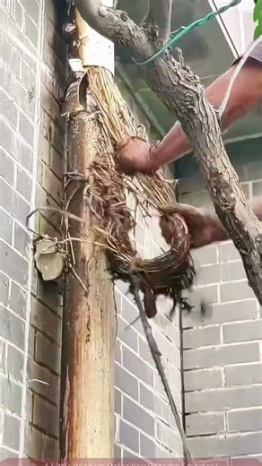 Clearing Tree Roots, Keeping Pipes Unblocked!