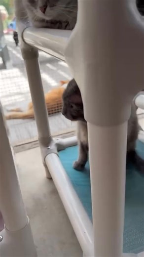 Remembering Johnny - Johnny became an owned cat for the first time in his life in July, 2024. An older unvetted male when he was live trapped, Johnny would eventually blossom in our care. He was able to live his last chapter of life being loved and cherished. We miss you Johnny! And remembering you with a smile ❤️ #trending #cat #love #furballfarmcatsanctuary #merry #Christmas #in #Heaven | Furball Farm Cat Sanctuary