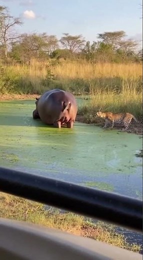 The Hippo Fart Heard 'Round the World: Leopard's Biggest Regret! 💨😂