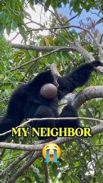 My Neighbor Starts a Concert Every Morning 😭🐒