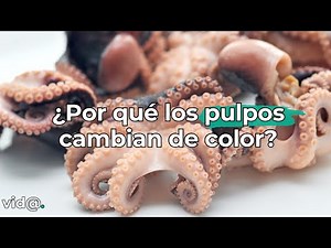 ¿Por qué los pulpos cambian de color? #vidatv #pulpo