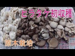 【きのこ】ヒラタケ初収穫。原木栽培したひらたけを収穫します。