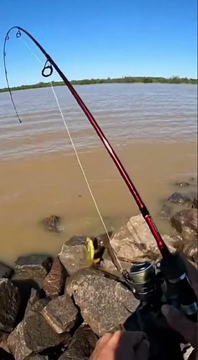 Yellow catfish caught on rock shore! #fishing #catfishing #shorts