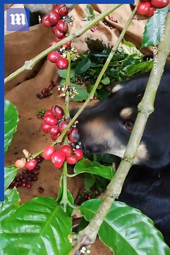 This adorable pup helps harvest coffee beans! 🐶 ☕ via Jukin Media | Daily Mail Video