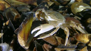 Flying swimming crab (Liocarcinus holsatus) takes pieces of meat with claws from the mussel shell, then leaves the frame.