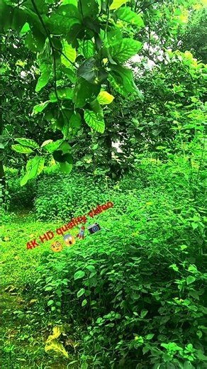best najara 4K quality #song #sorts #nature