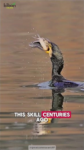 The Bird That Works as a Fisherman 🐦🎣