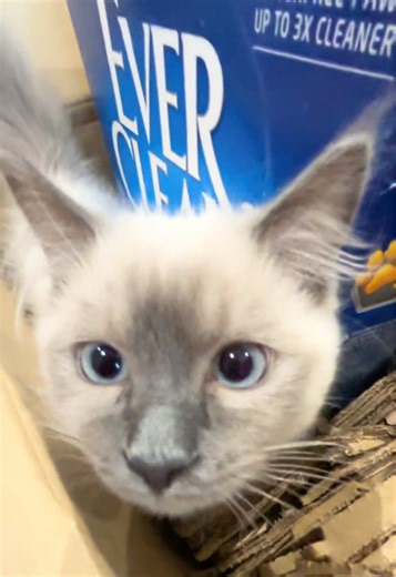 Introducing a Ragdoll Kitten to a British Shorthair