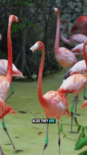 Flamingos Actually Eat With Their Heads Upside Down #animalfacts #didyouknow