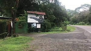 A visit to the Sloth Sanctuary of Costa Rica ..... What awaits you as you enter the front gate is “Salvador” a life size replica of a Megatherium Giant Ground Sloth. These amazing dinosaur size animals stood a full 12 feet tall and reaching weights of up to four tons! They are the ancestors of today’s Bradypus sloths. Many visitors to the sanctuary often stop and have their pictures taken with Salvador, as he greets everyone who enters. Stay tuned tomorrow to see what awaits behind the doors. Sl