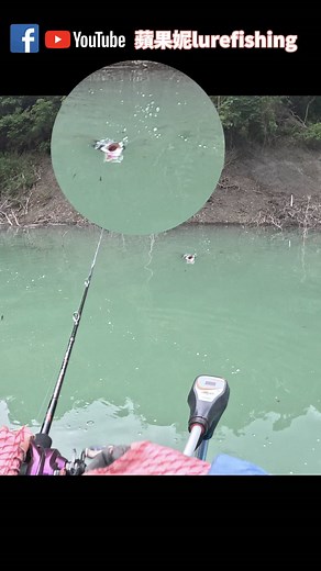 這個夏天你遇過多少不知道在咬啥的魚虎? #路亞釣魚 #魚虎 #lurefishing 感謝台灣酷影贊助本影片播出 使用竿款:酷影TGC-59XH 搭配捲線器:shimano 23 Antres dc MD 餌:路亞找明哥熱狗、JK鐵板鈎 #蘋果妮 #TK出線聲 #魚虎帶釣 #女釣手 #酷影 #tgc59xh #跨性別 #舟釣 #sup #釣魚導遊 #toman #水漂 #skipping #爆水表 #旗袍 #中華風 #路亞找明哥熱狗 #多曼 #giantsnakehead #Channamicropeltes #giantsnakehead #tomanpro | 蘋果妮Lure Fishing&Fingerstyle