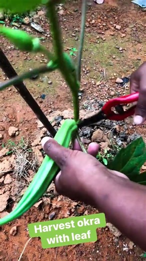 Simple Okra Harvest Trick to Boost Yield 🌱 | Get More Okra from Your Plant! #garden #okra #organic