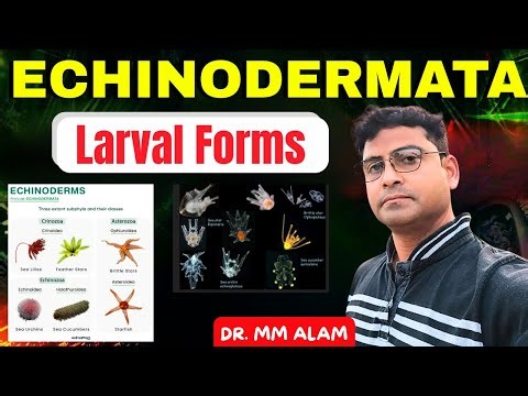 Larval Forms of Echinodermata | Echinodermeta larva | Bipinnaria Larva | Brachiolaria Larva & More