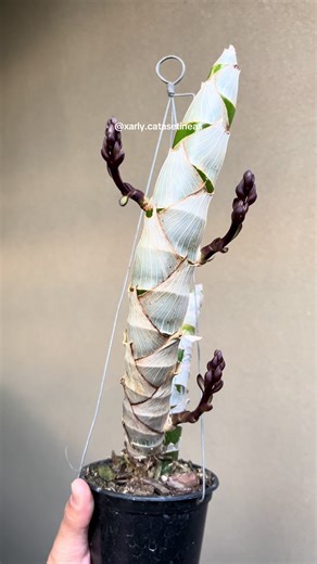 Mormodes Paraensis: A Floraçãp Deslumbrante