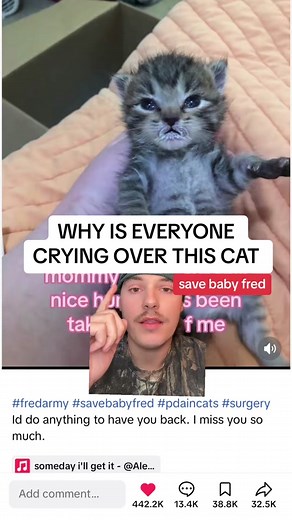 #greenscreen #tabbycat #dog #puppy #puppies #dogtok #cat #kitten #kitties #cattok #animal #animals #fyp #rescue #savefred