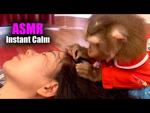 Real Monkey Scratching & Hair Play (No Talking) | Unintentional ASMR Tingles