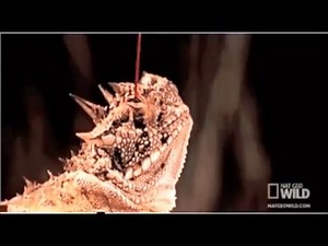 Predator Avoidance Strategies