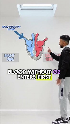 GCSE Biology - Heart Structure